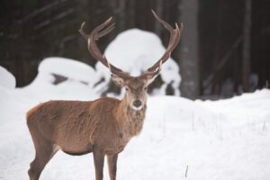 Kids 3D Paint Class | Fathers Day Buck! | June 4th at Maggies on Main