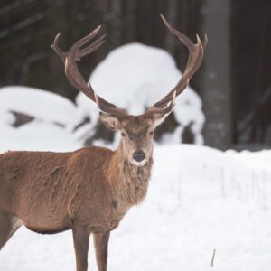 Kids 3D Paint Class | Fathers Day Buck! | June 4th at Maggies on Main